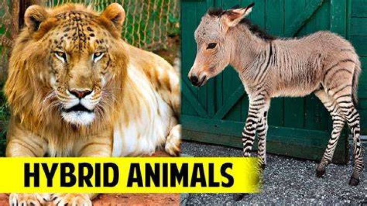 Analysis: The thorny ethics of hybrid animals