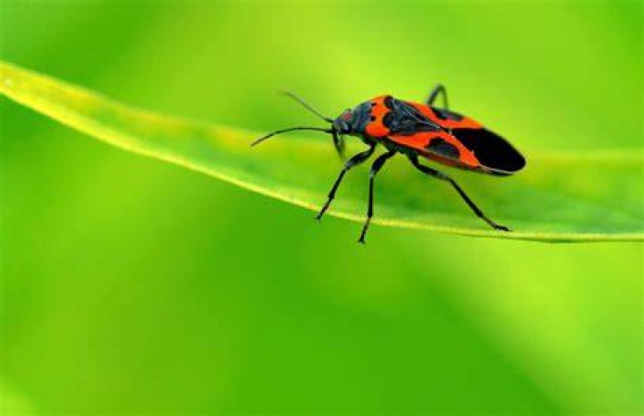 Are milkweed bugs harmful?