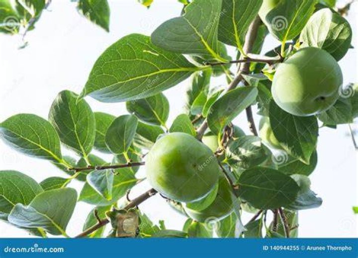 Are persimmon leaves edible?