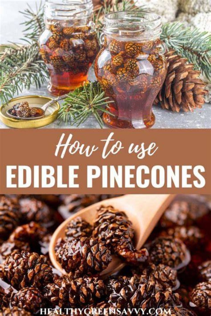 Are pine cones edible for humans?