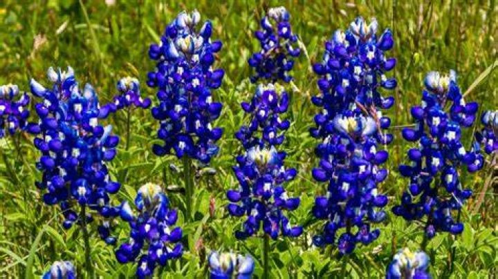 Are Texas bluebonnets deer resistant?