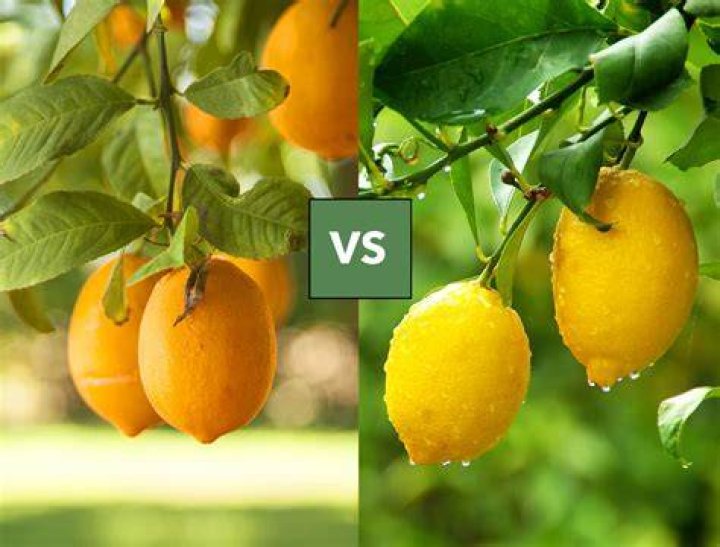 Are valley lemons the same as Meyer lemons?