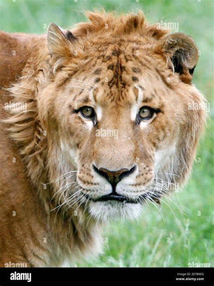 Bahier, a male liger, is pictured in his enclosure at the private zoo "Arche Noah" in the village of Groemitz on the Baltic Sea coast July 17, 2007. Ligers often suffer from genetic defects, like excessive growth. Photo by Christian Charisius/REUTERS