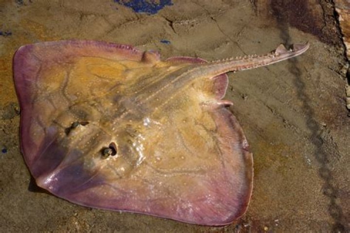 Can a skate fish hurt you?