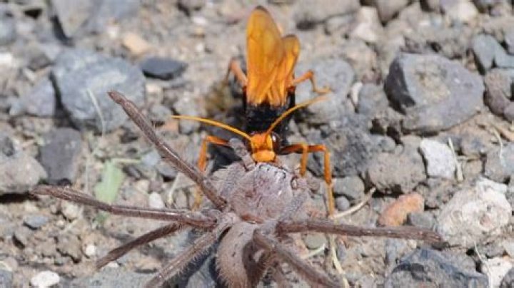 Can a tarantula hawk kill you?