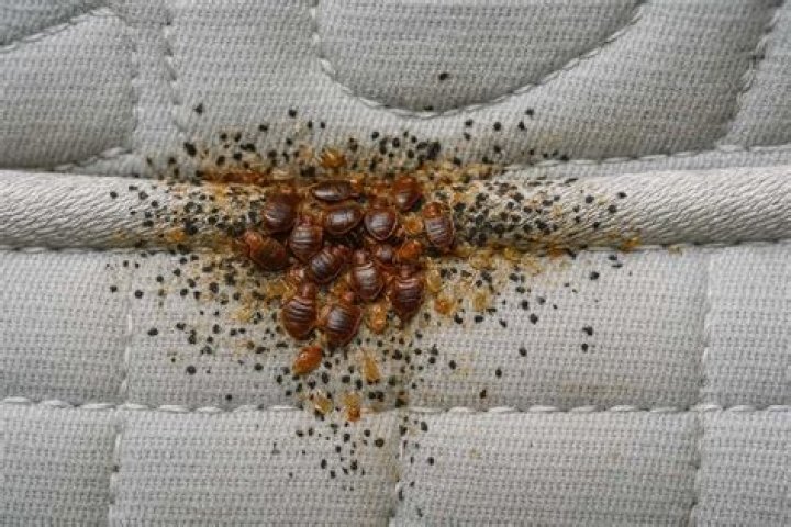 Can bed bugs be in your butt?