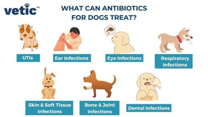 Can humans take dog antibiotics?