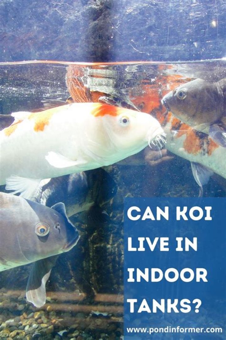 Can koi live alone in a tank?