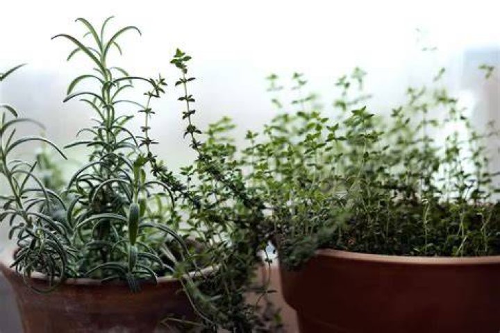 Can oregano survive winter?