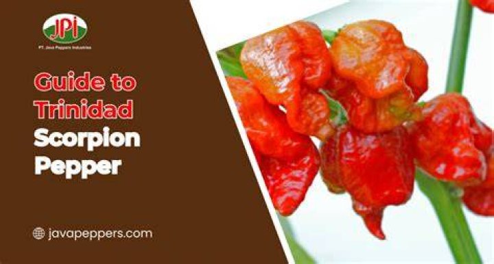 Can Trinidad Scorpion pepper kill you?