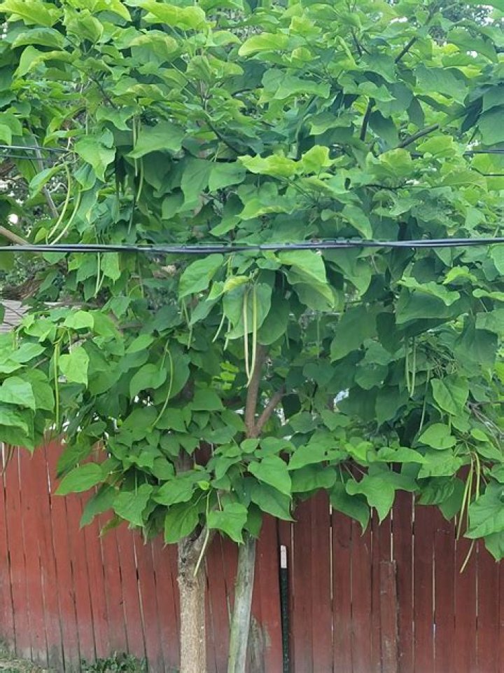 Can you eat catalpa tree beans?