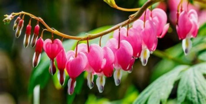 Do animals eat bleeding heart plants?