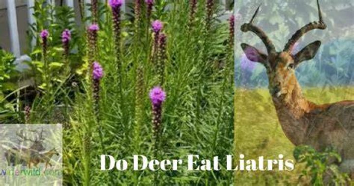 Do deer eat Liatris plants?