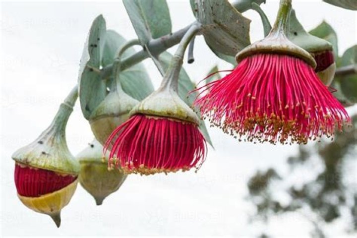 Do gum trees have flowers?
