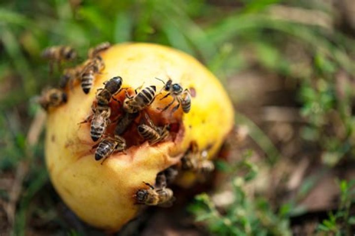 Do honey slimes eat fruit?