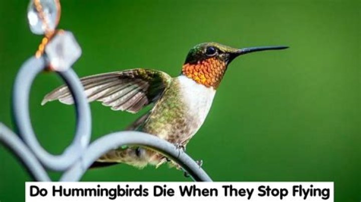 Do hummingbirds die when they stop flying?