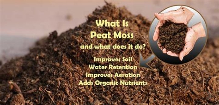 Do rose bushes like peat moss?
