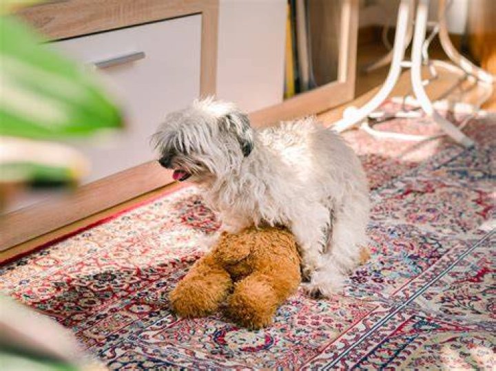 Do teddy bear puppies bark a lot?