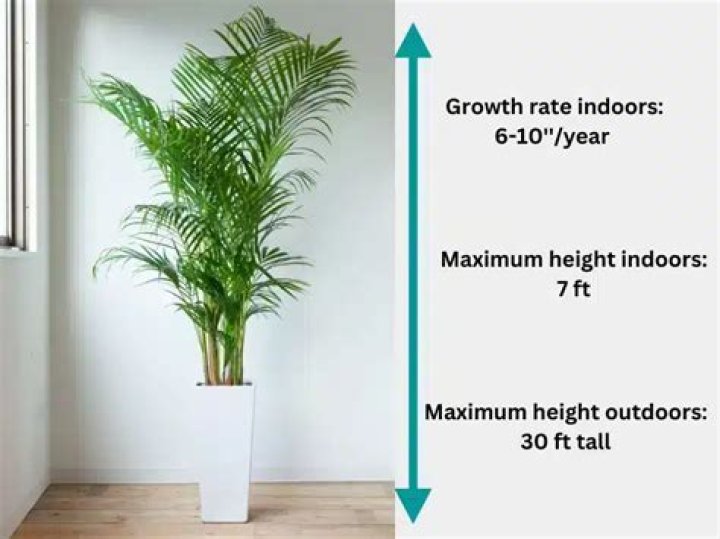 Does areca palm grow fast?