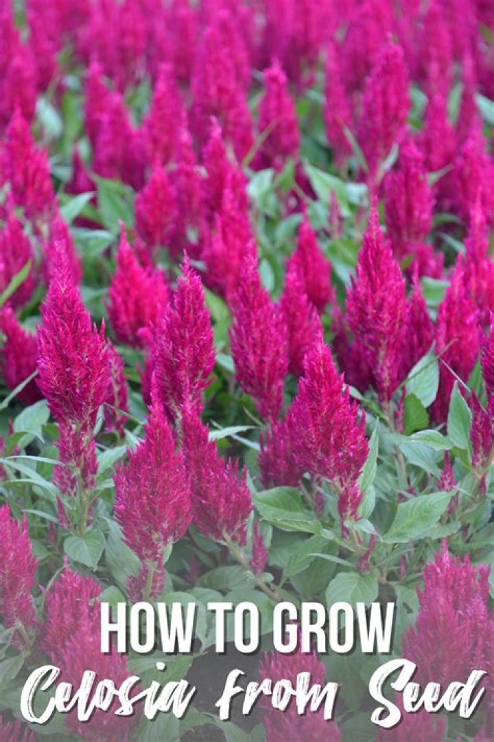 Does celosia reseed?