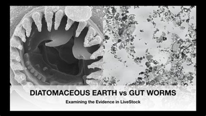 Does diatomaceous earth kill intestinal parasites?