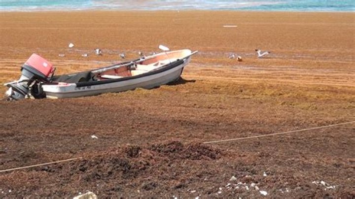 Does St Lucia have a sargassum problem?