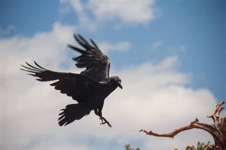 Flying raven