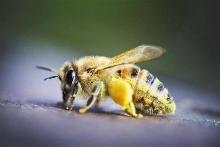 Hoe Slecht Is Honing? (Question)