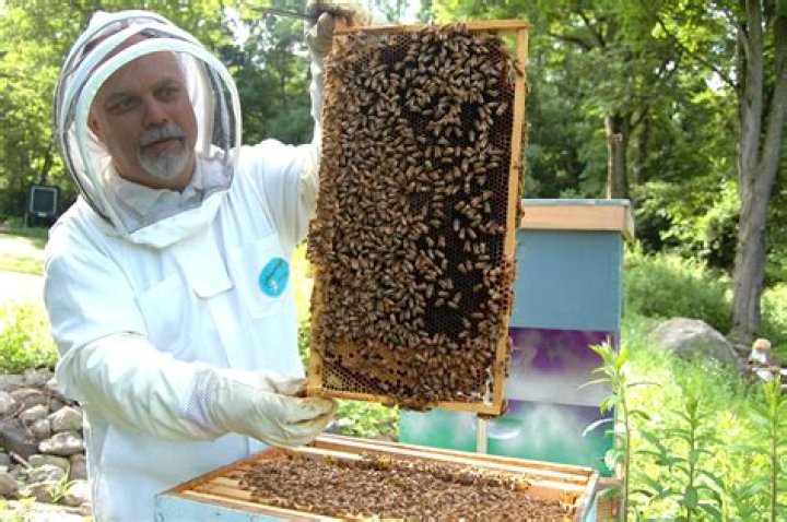 Hoe Wordt Honing Gemaakt?