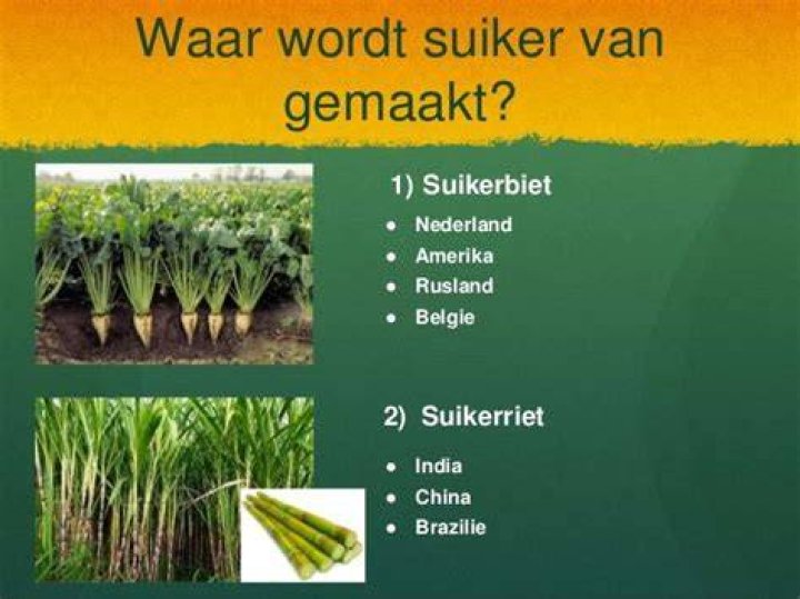 Hoe Wordt Suiker Gemaakt?