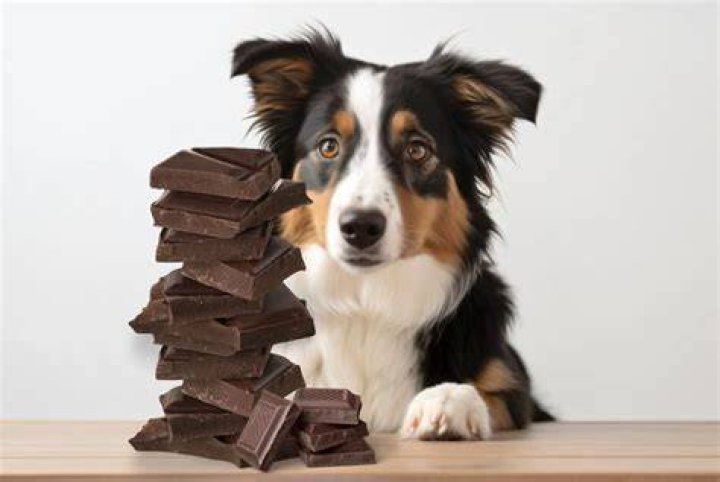 Hond Chocolade Wat Te Doen? (Best solution)