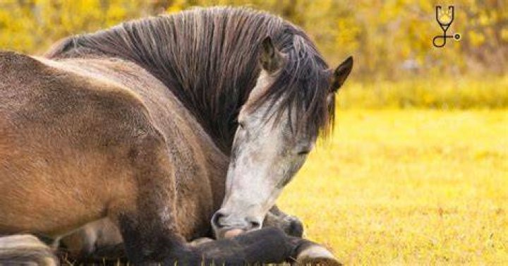 How can horses prevent photosensitivity?