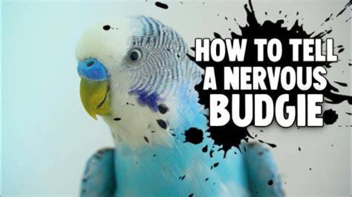 How do you catch a scared budgie?