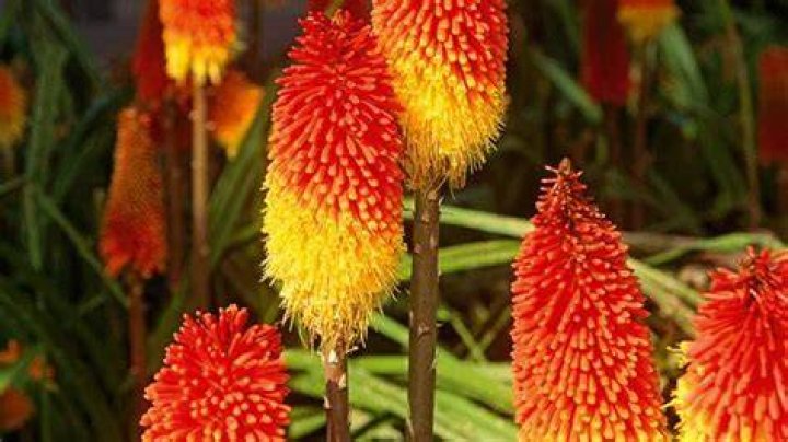 How do you divide red hot pokers?