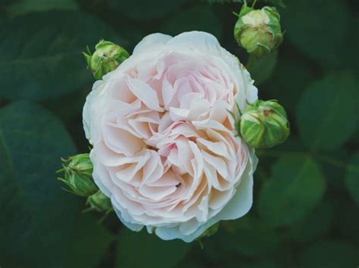 How do you force rose buds to open?