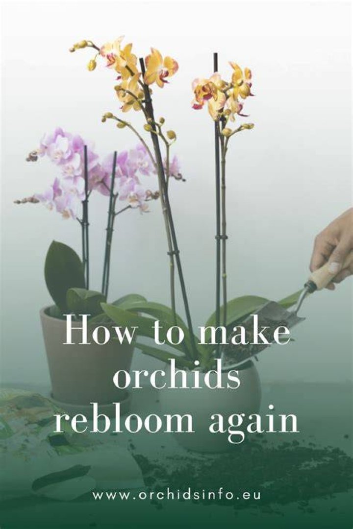 How do you make Candytuft rebloom?