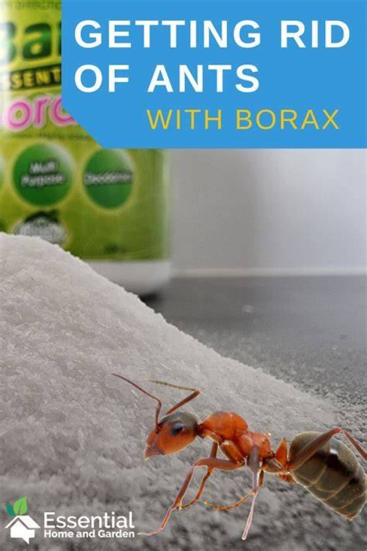 How Do You Mix Hot Sauce To Kill Ants? (Solution)