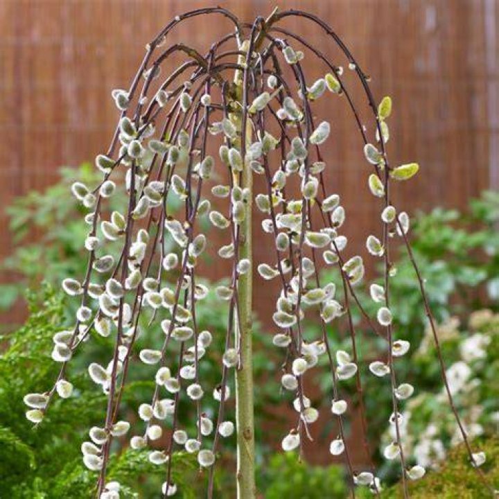 How do you prune Salix caprea Pendula?