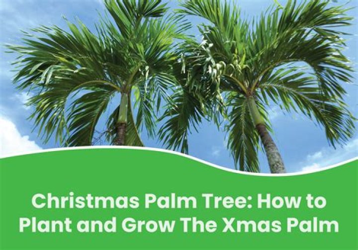 How fast do Christmas palm trees grow?