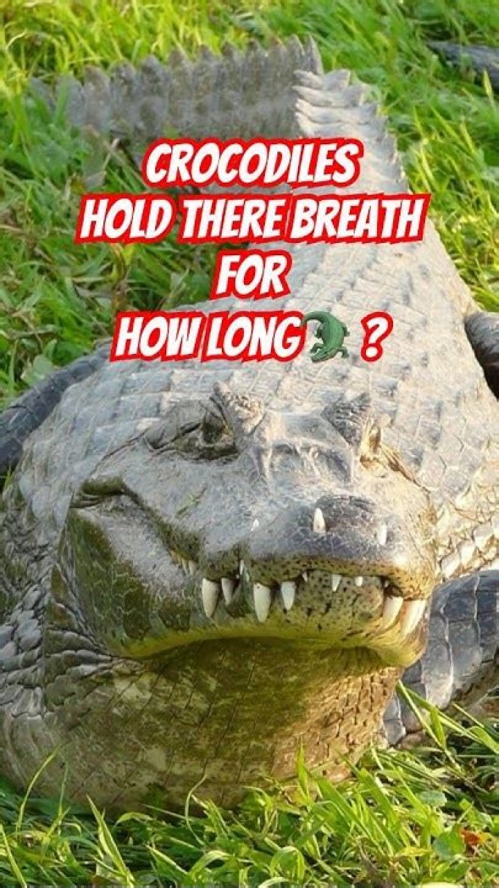 How long can crocodile hold its breath?