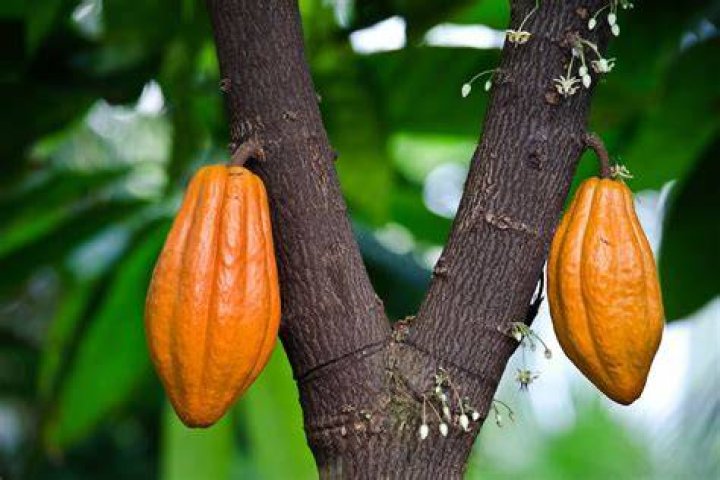 How long does a cacao tree take to grow?