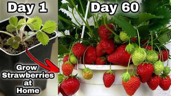 How long does growing strawberries take?