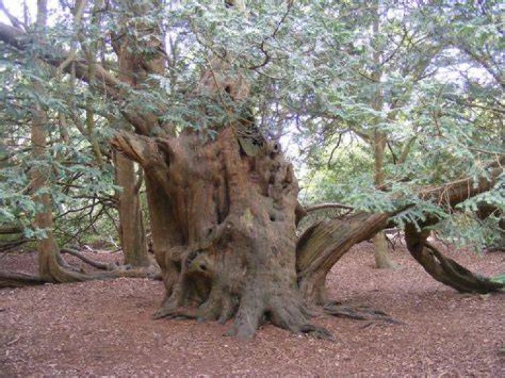 How long does it take for a Yew tree to grow?