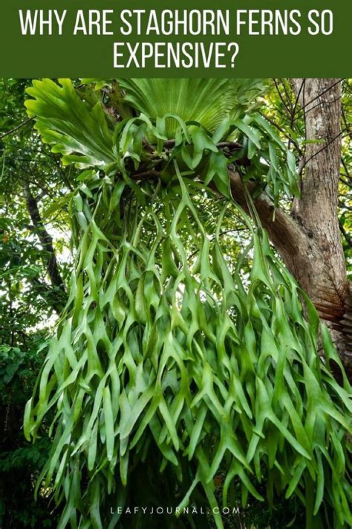 How much do staghorn ferns cost?
