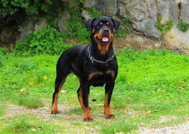 How Much Does a Rottweiler Cost?