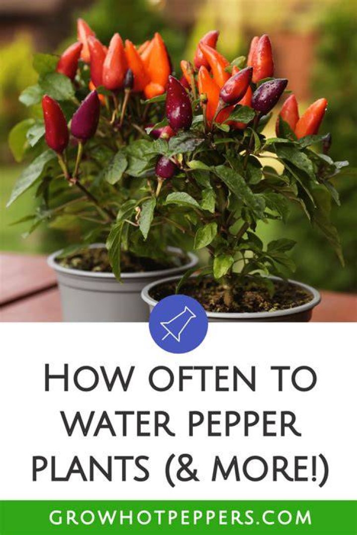 How Often To Water Chili Pepper Plants? (Solved)
