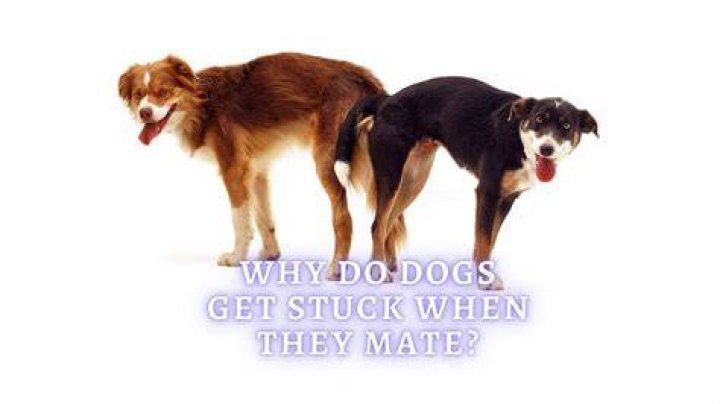 How To Get, What They Do