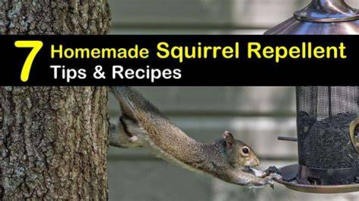 How To Make Squirrel Repellent With Tabasco Sauce? (Perfect answer)