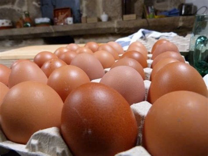 Huevos frescos huevos frescos