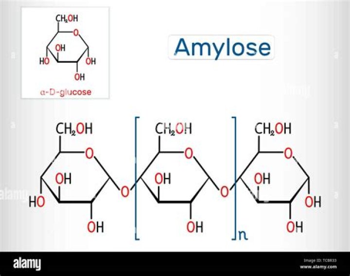 Is amylose a Homopolysaccharide?